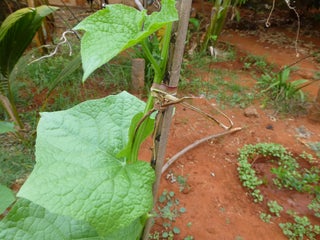 Ridge Gourd Yield Per Plant