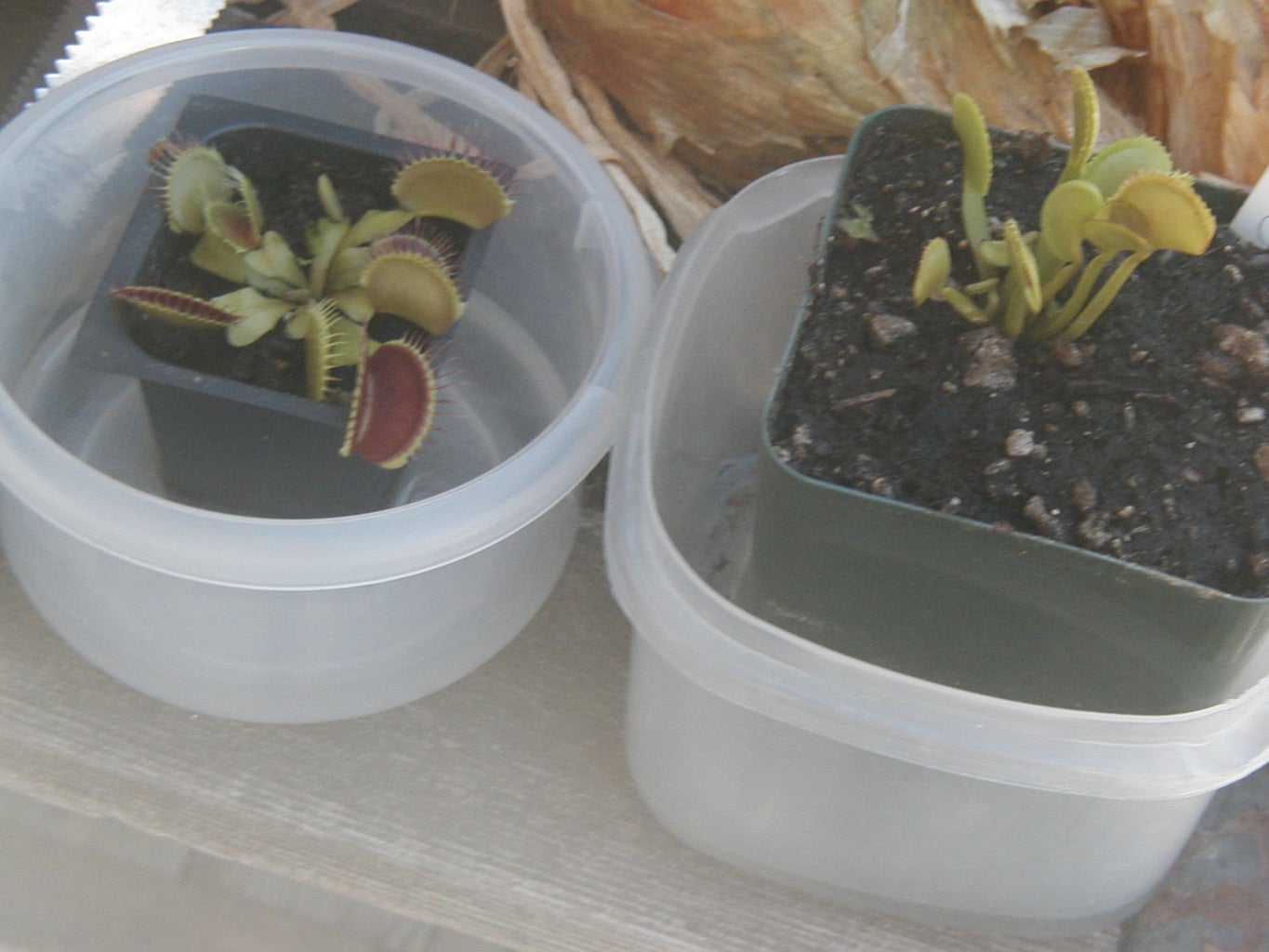 how to save a venus fly trap