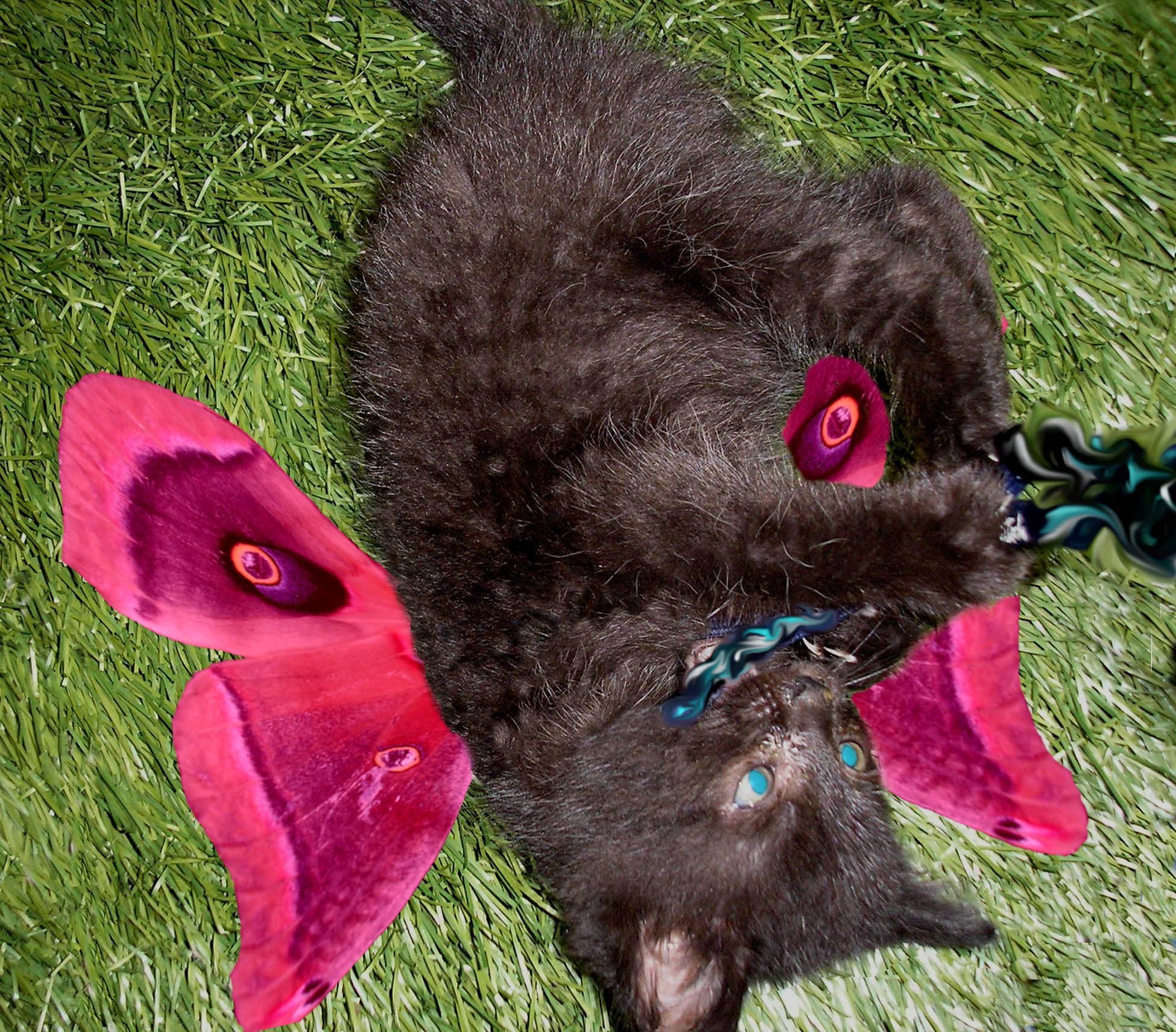 Make a Kitten Into a Mystical Fairy