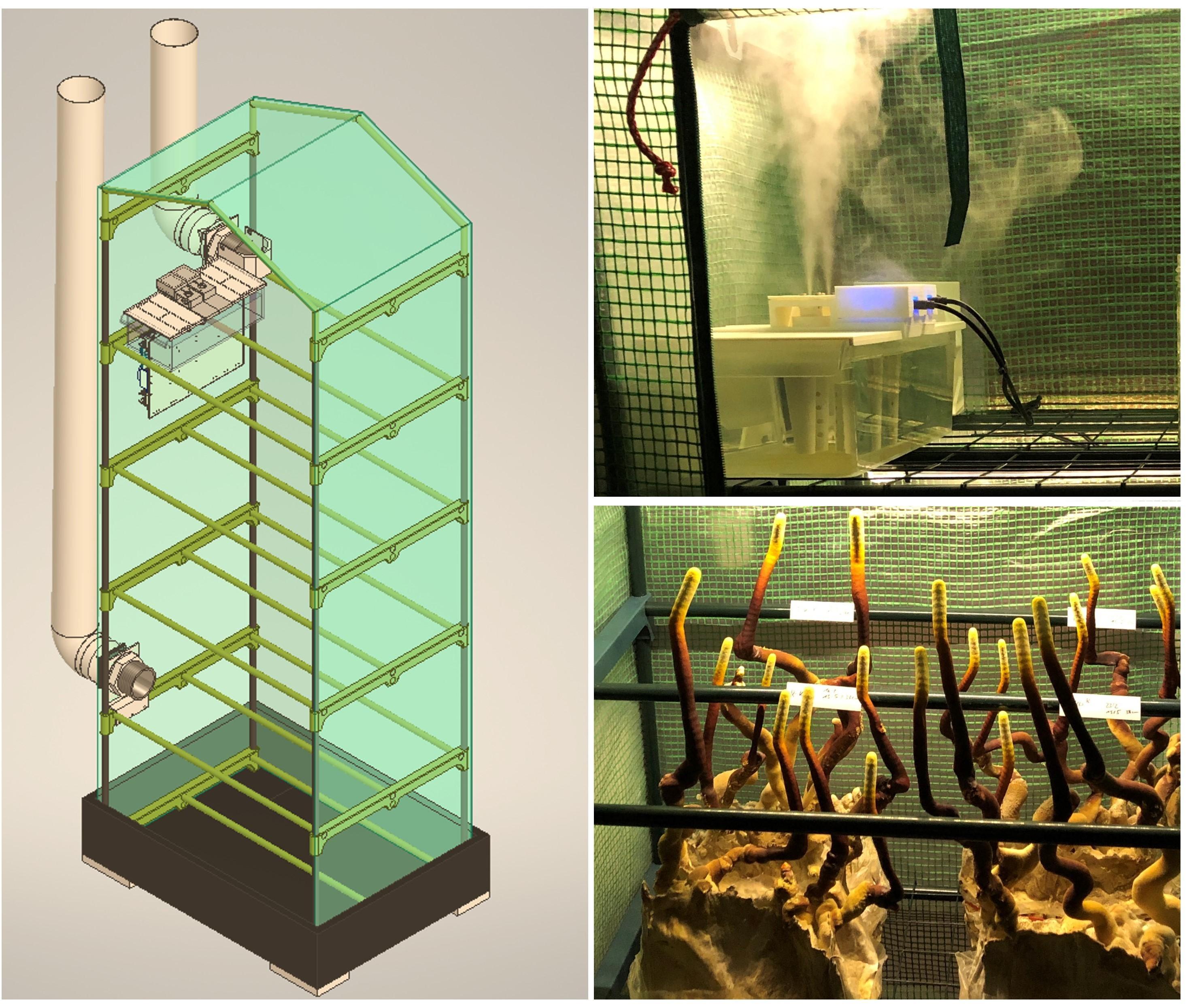 Martha Grow Tent Mushrooms - Every Step Explained With a Video