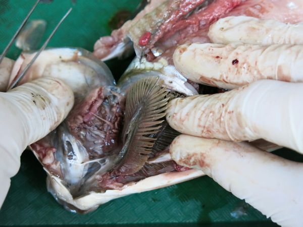 Fish Dissection! : 11 Steps (with Pictures) - Instructables