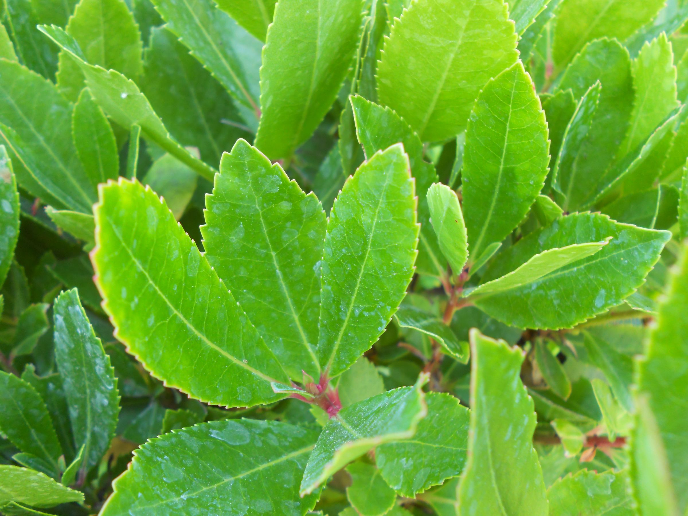 A green bush at my house