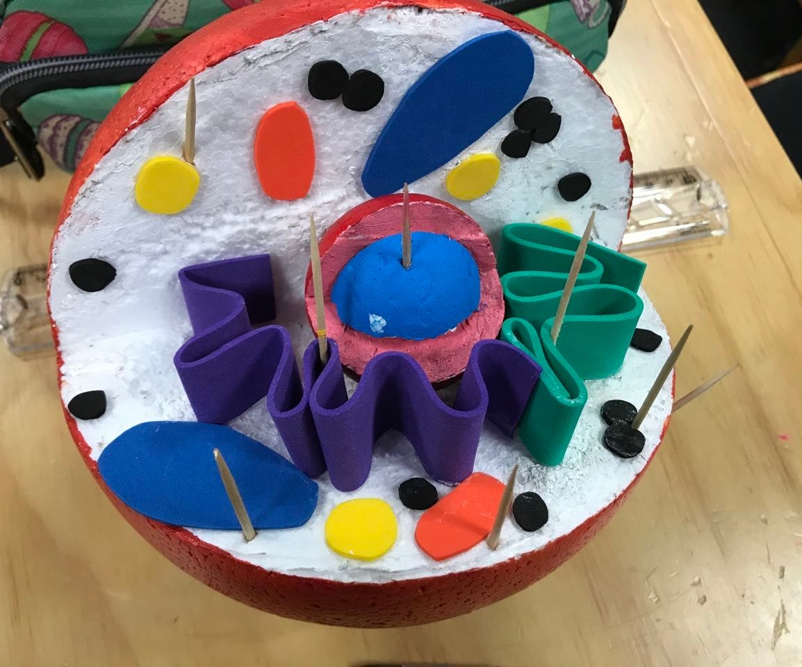 Célula Animal