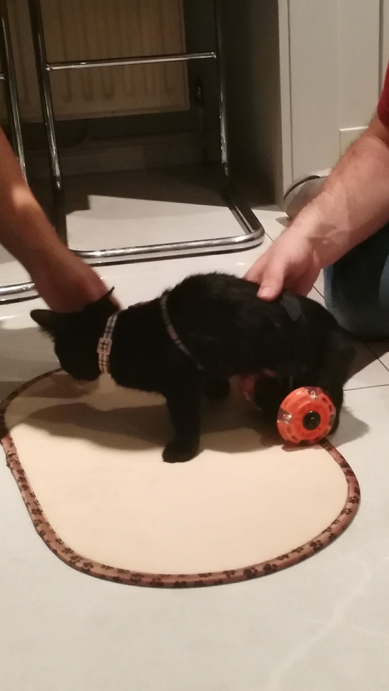 3D Printed Kitten Wheelchair 5 Steps (with Pictures) Instructables