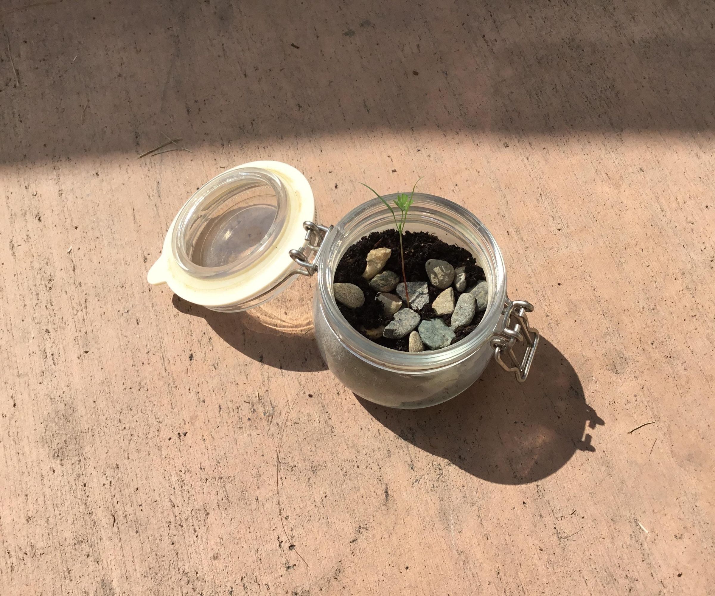  Mason Jar Mini Garden 