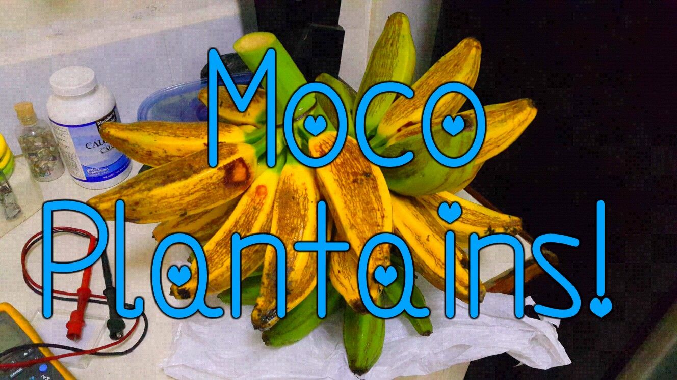 Best Way to Harvest Moco Plantains. 