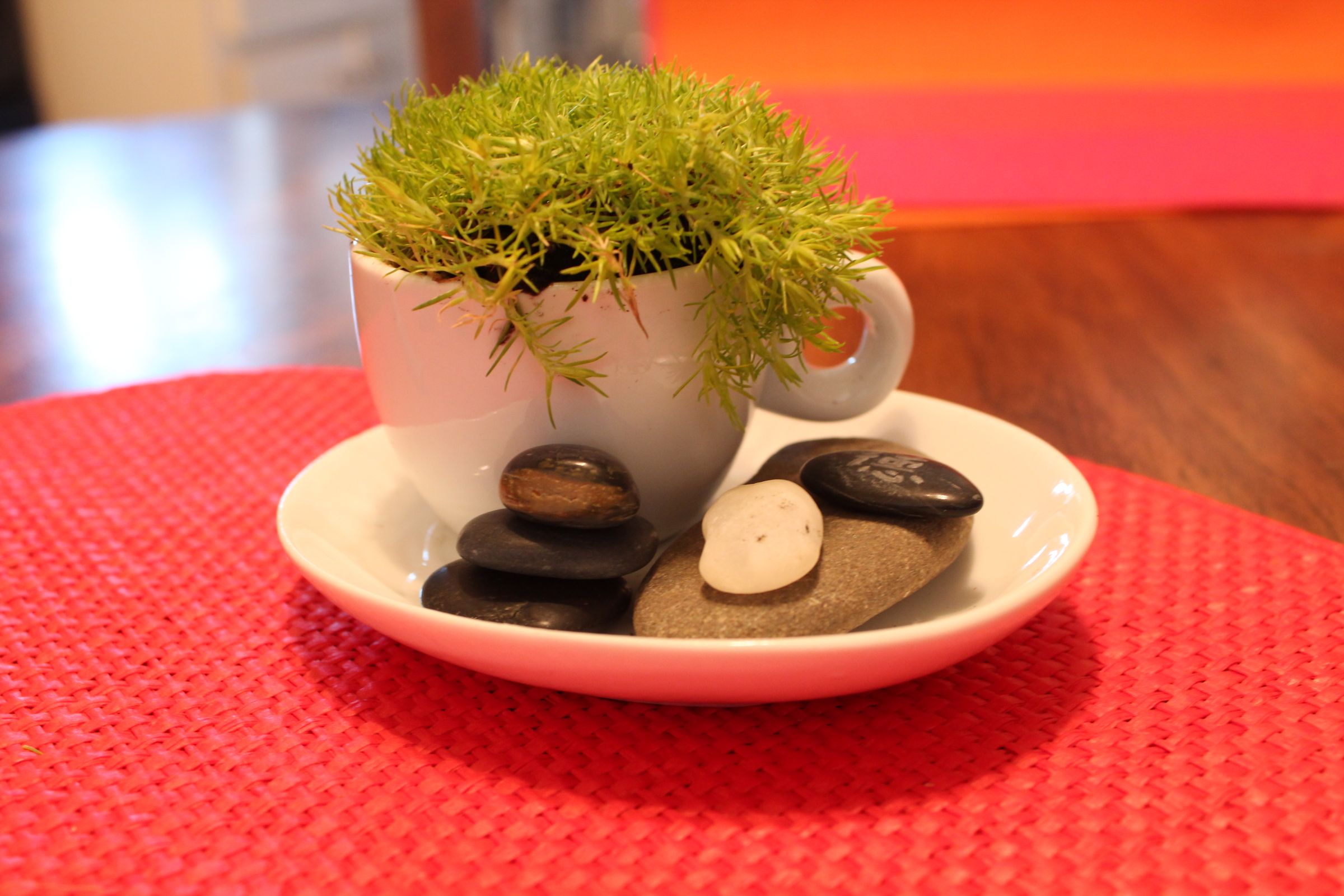 Tiny Green Tea Garden 4 Steps (with Pictures) Instructables