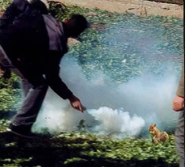 Squirrel mace! Ok fine, repellent.