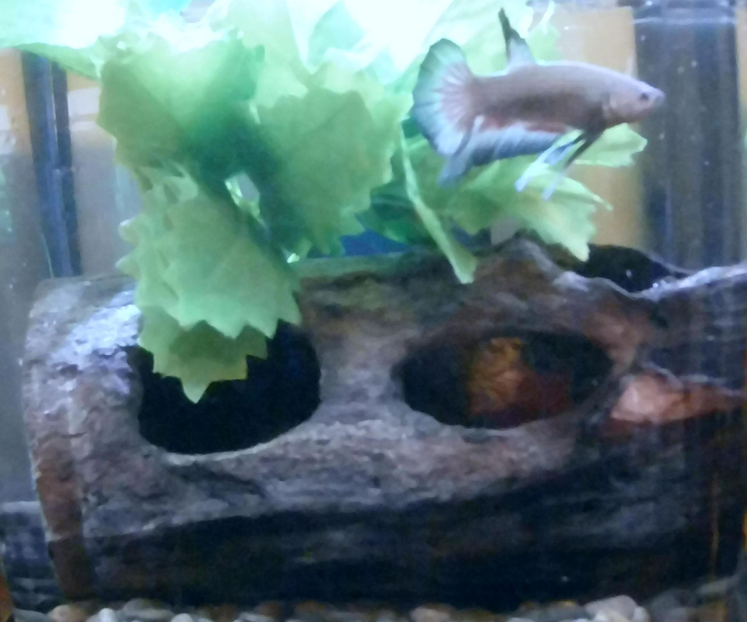 How to Make Safe Driftwood Decor for Fishtanks