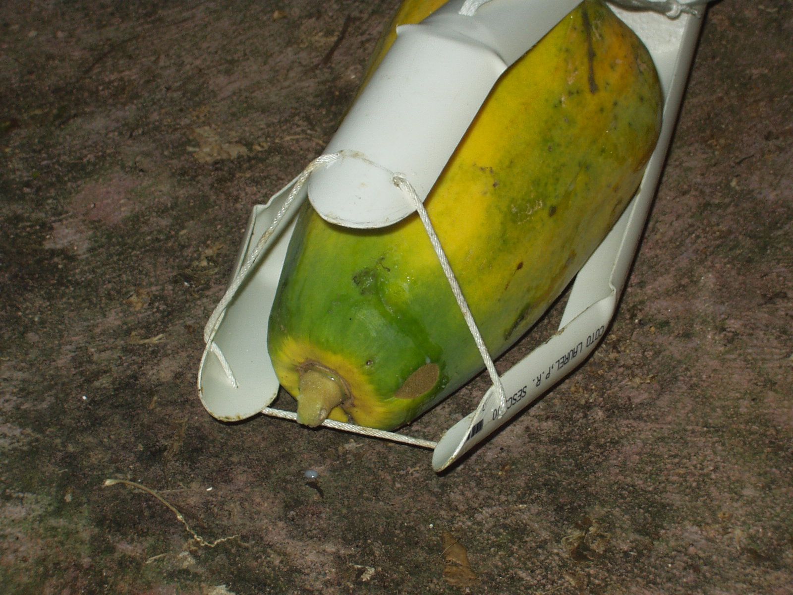 Papaya Picker 7 Steps (with Pictures) Instructables