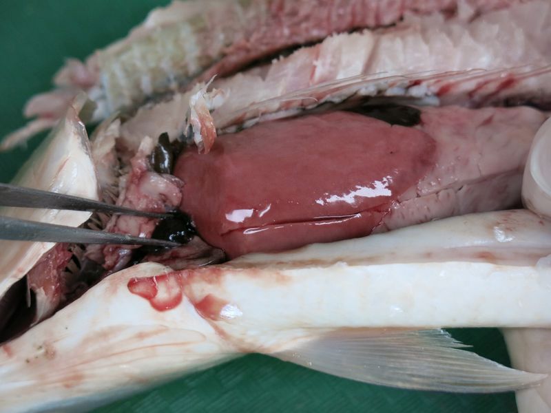 Fish Dissection! : 11 Steps (with Pictures) - Instructables