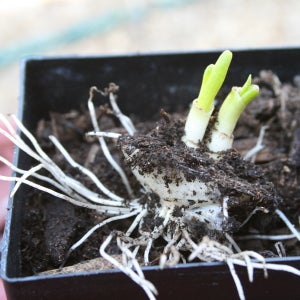 picture of an onion plant