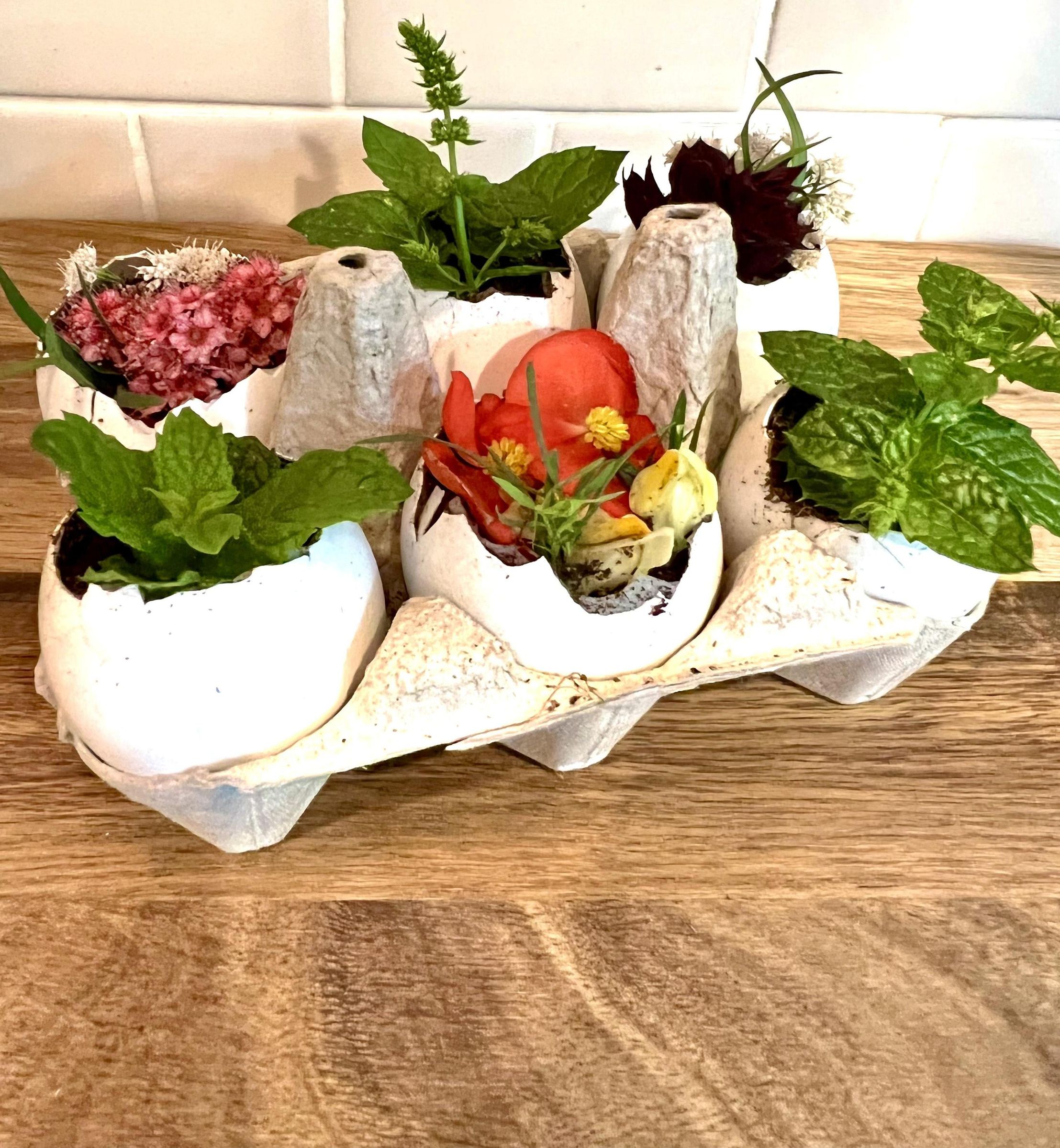 Egg Shell Planters
