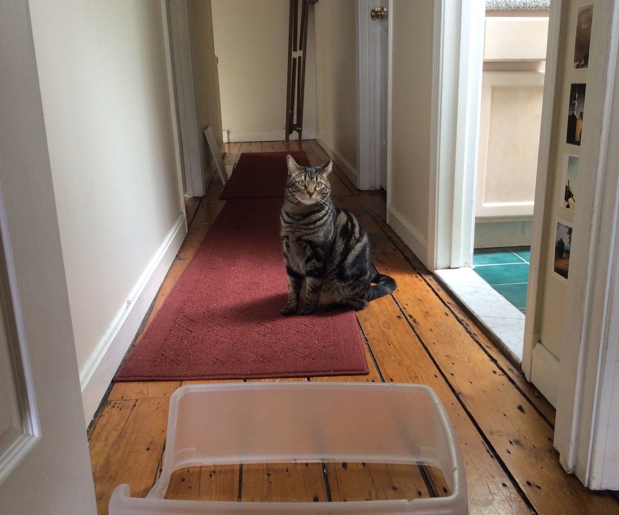 Rock Your Litter Box! a Litter Box Hack for the Rest of Us. 6 Steps