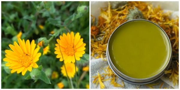 How to Make Calendula Ointment