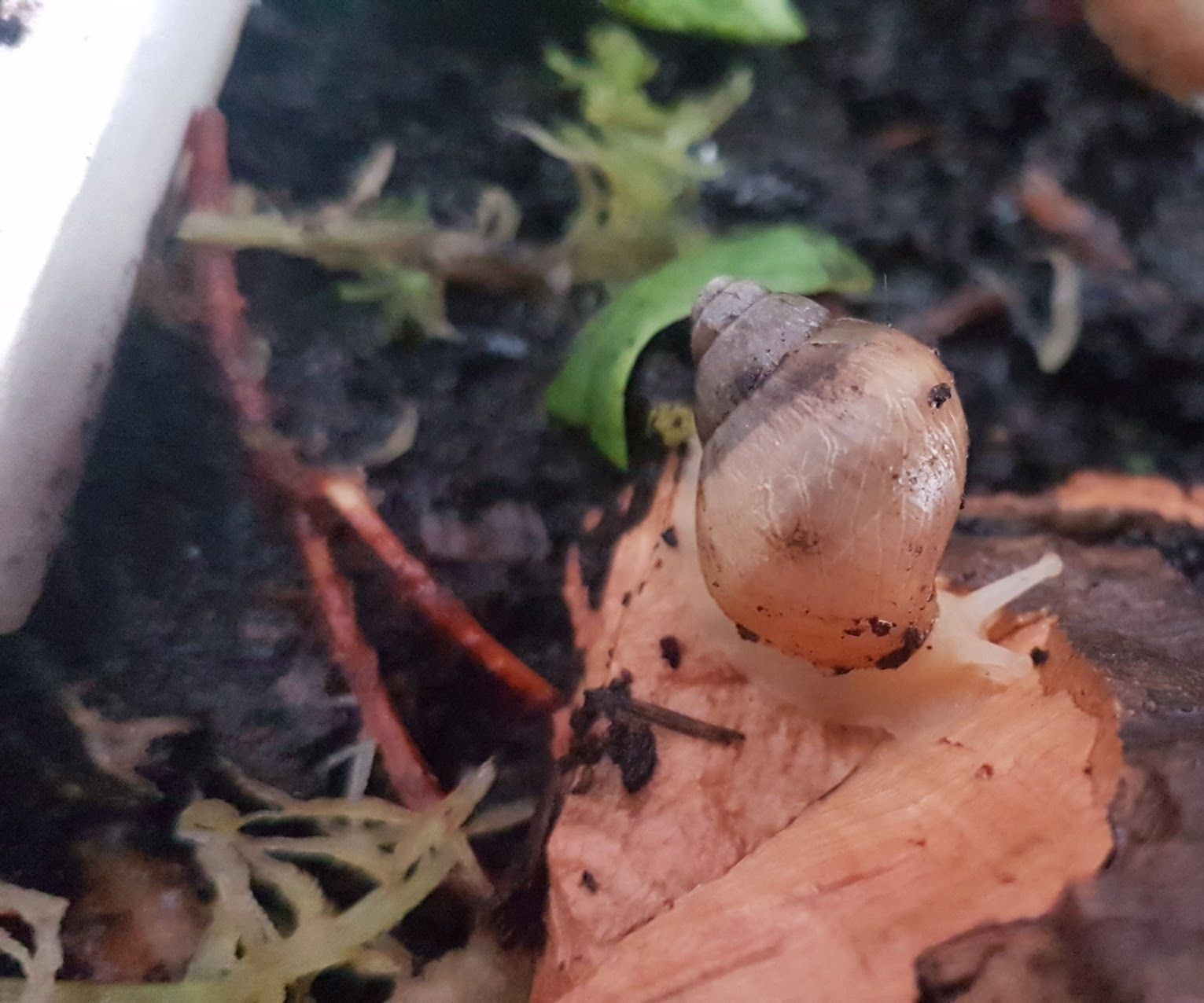Snail Care!
