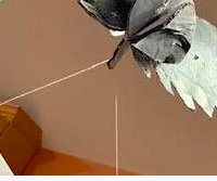 Special Delivery: Mobile Owl