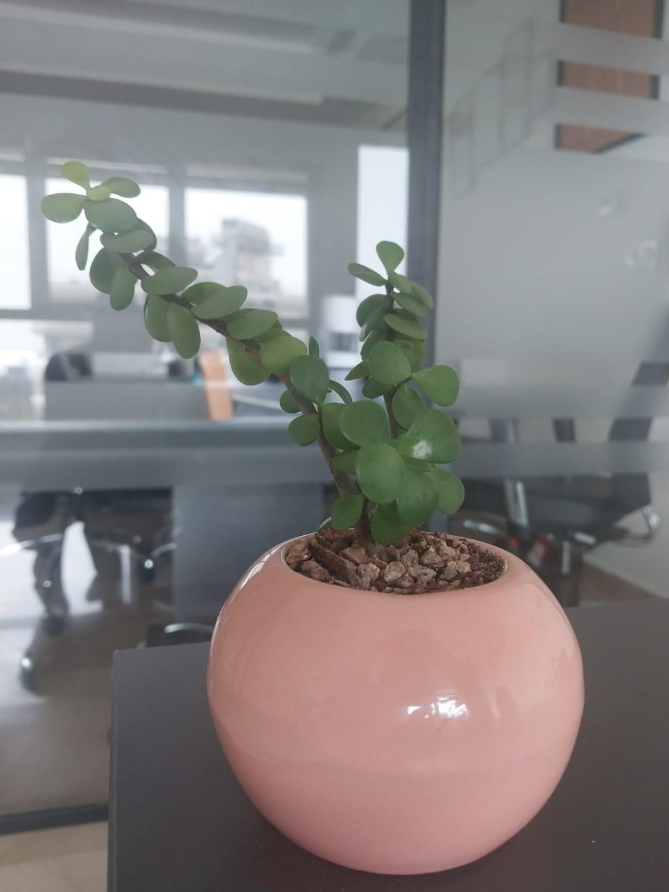 indoor plant spotlight Indoor Plant Spotlight Battery Operated,Picture Light with Remote,Wall  Painting Light,Wireless Uplight Dimmable Timer,Spot Light – Lightsdaddy main image 1