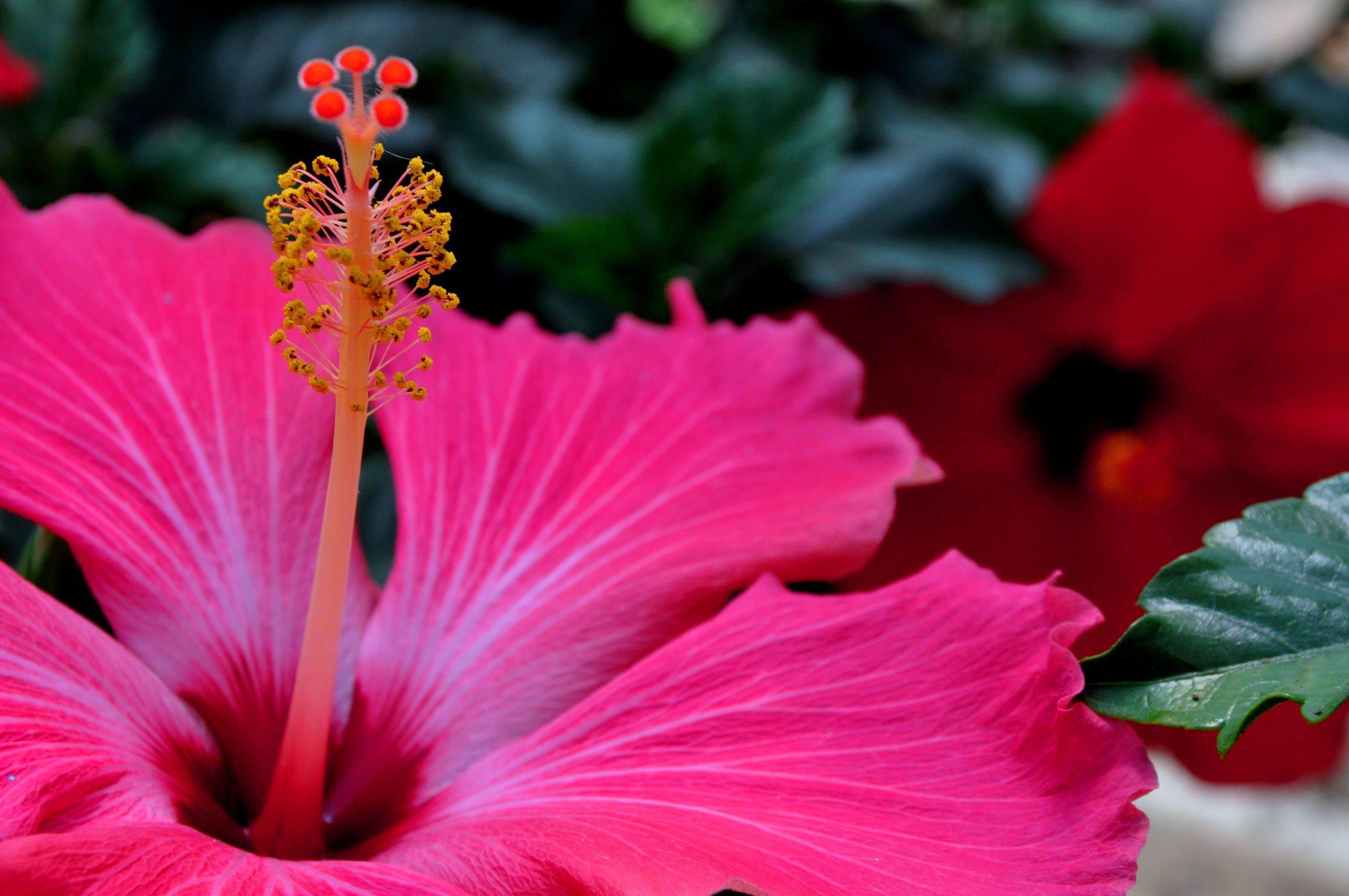 Texas Hibiscus