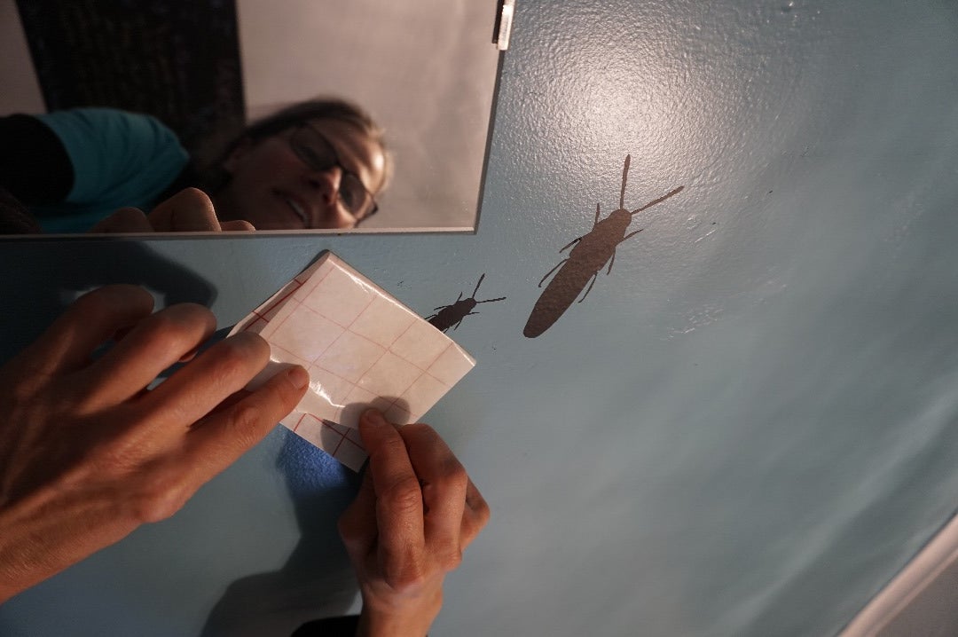 Sticking Up the Bugs