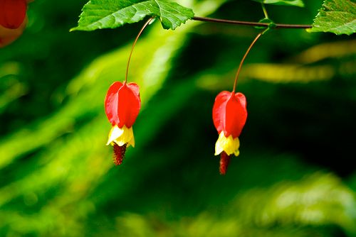 General Flora: Garden Photo Competition