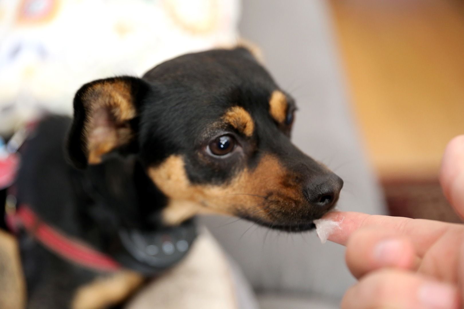 Can Eating Vaseline Hurt A Dog