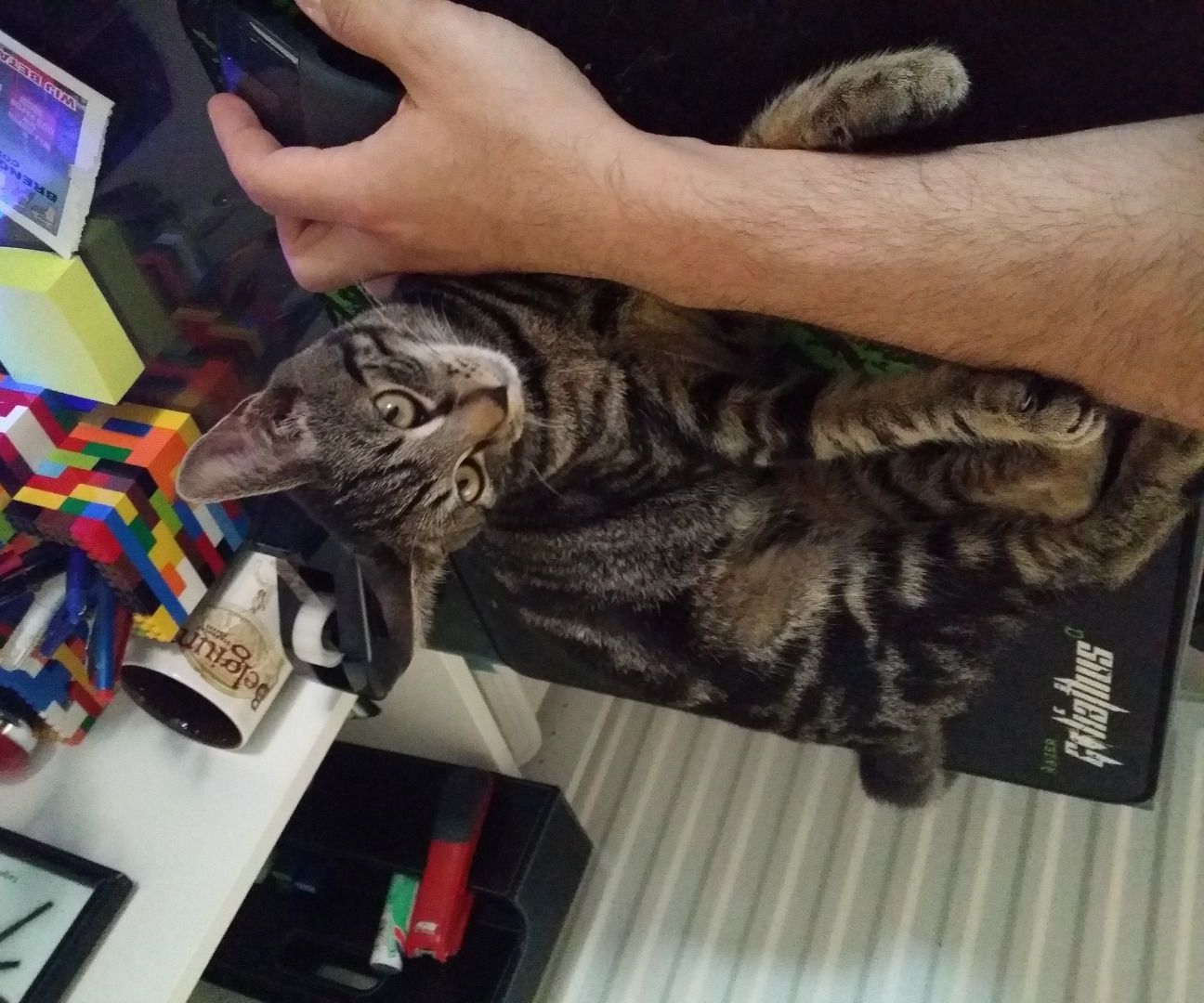 Free Video Monitoring System (For Your Pets!)