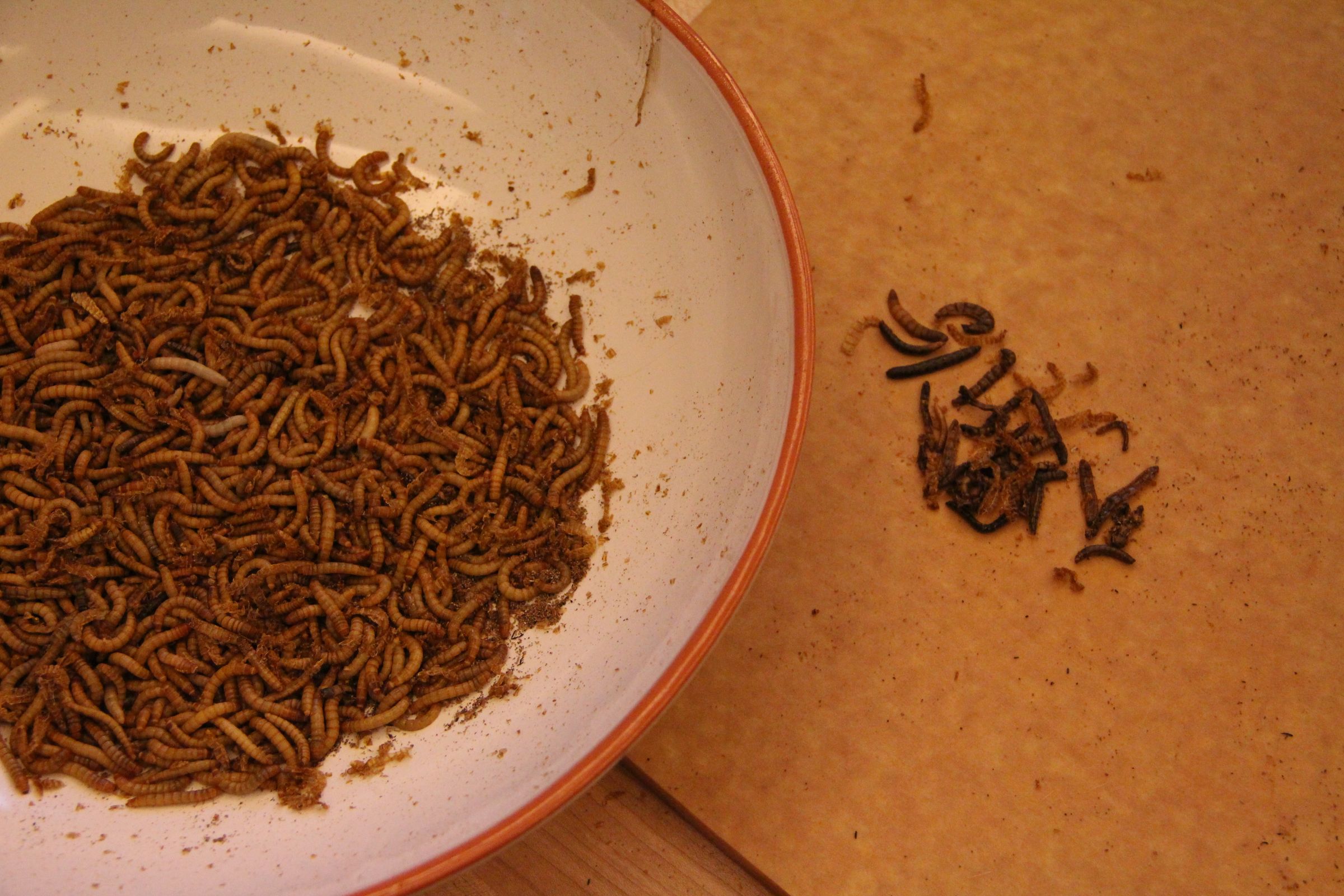 Insects for FoodPrep. 101 11 Steps (with Pictures) Instructables