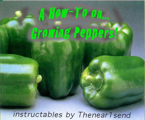 How to Grow Peppers! Propagating Peppers!