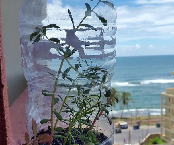 Garden in a Plastic Bottle