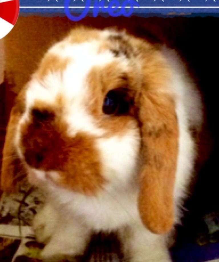 Rabbits R us