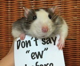 Rat tricks