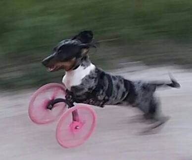 Small Front Leg Dog Wheelchair