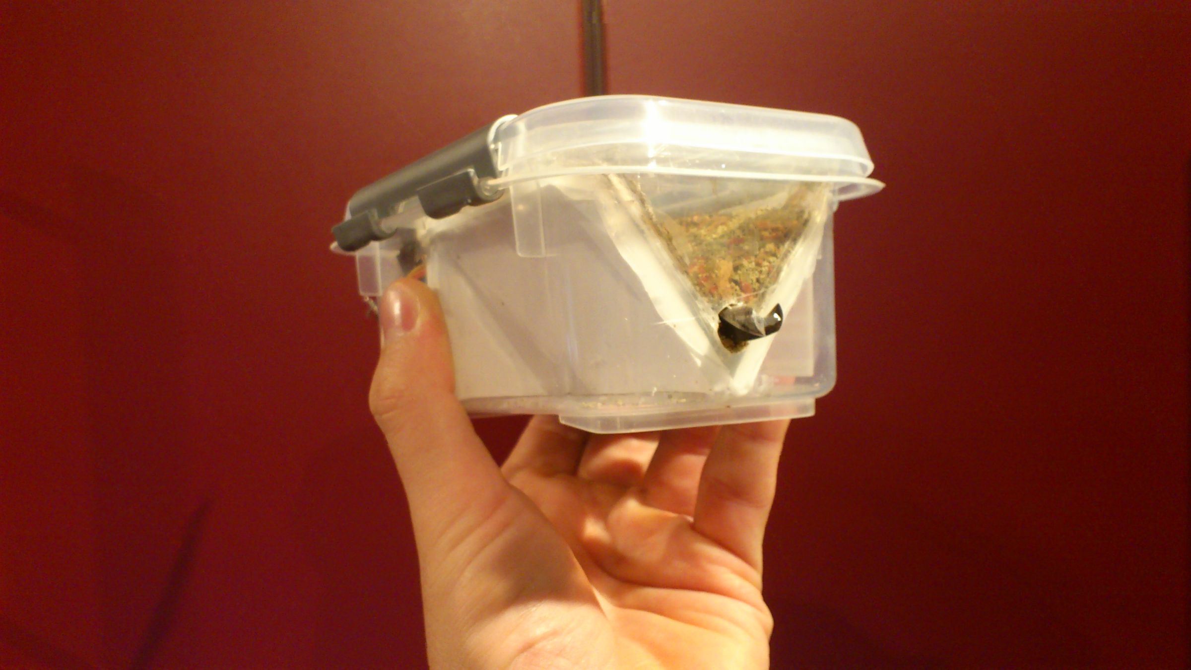 The "all in one box" aquarium feeder