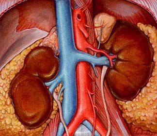 Complete Solution to All Your Kidney Problems