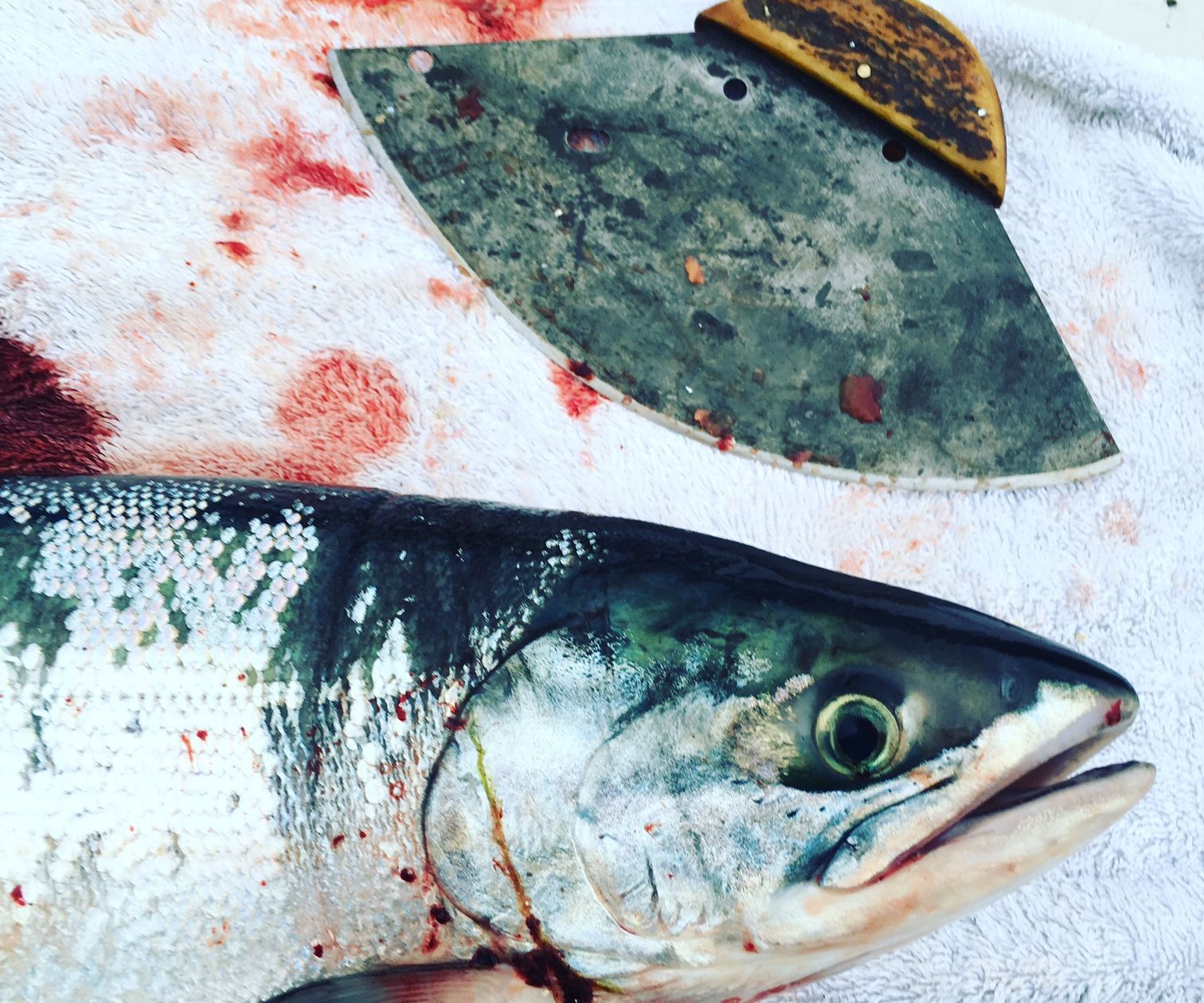 Canning Smoked Alaska Salmon