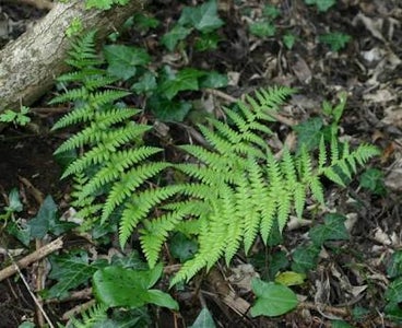 Planta to Get Ride of Insectos and Parasites.