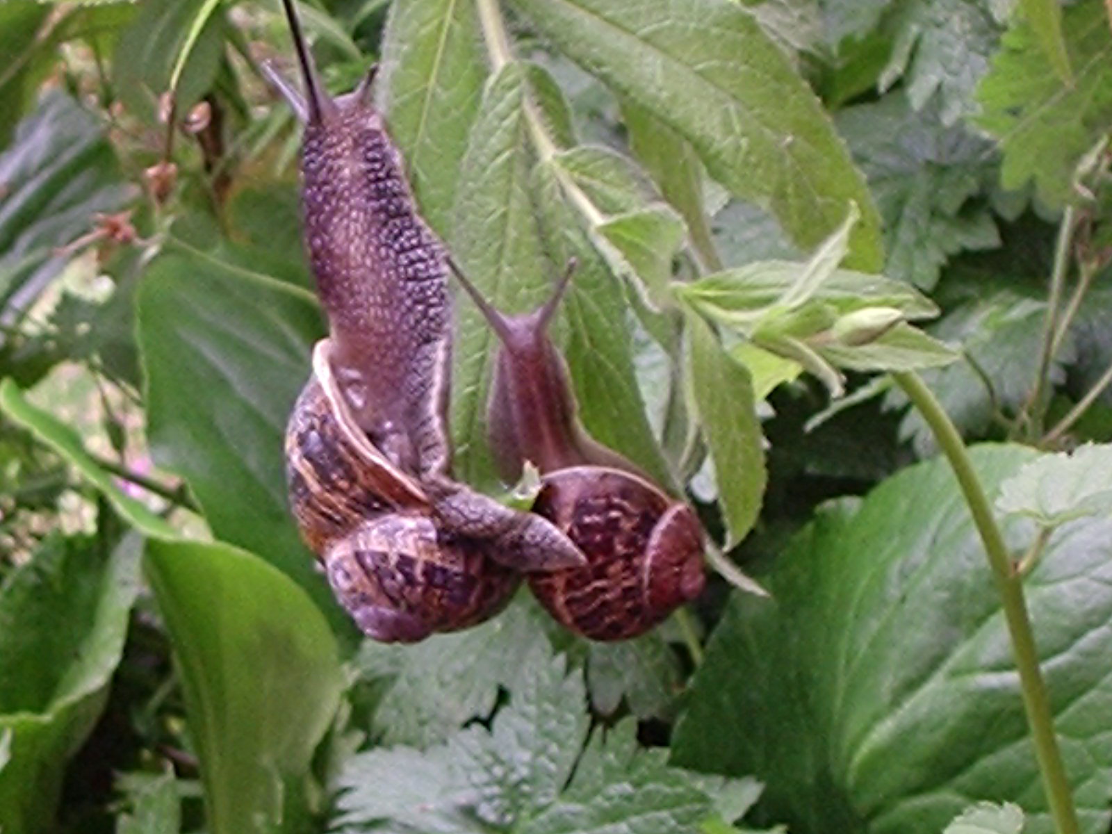 How to Get Rid of Snails and Slugs 4 Steps (with Pictures