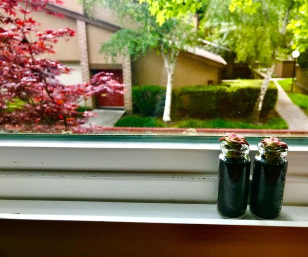 Succulent Decoration/Necklace