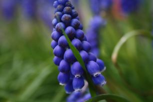 Some Pics of Spring Blooms & Winter Shots