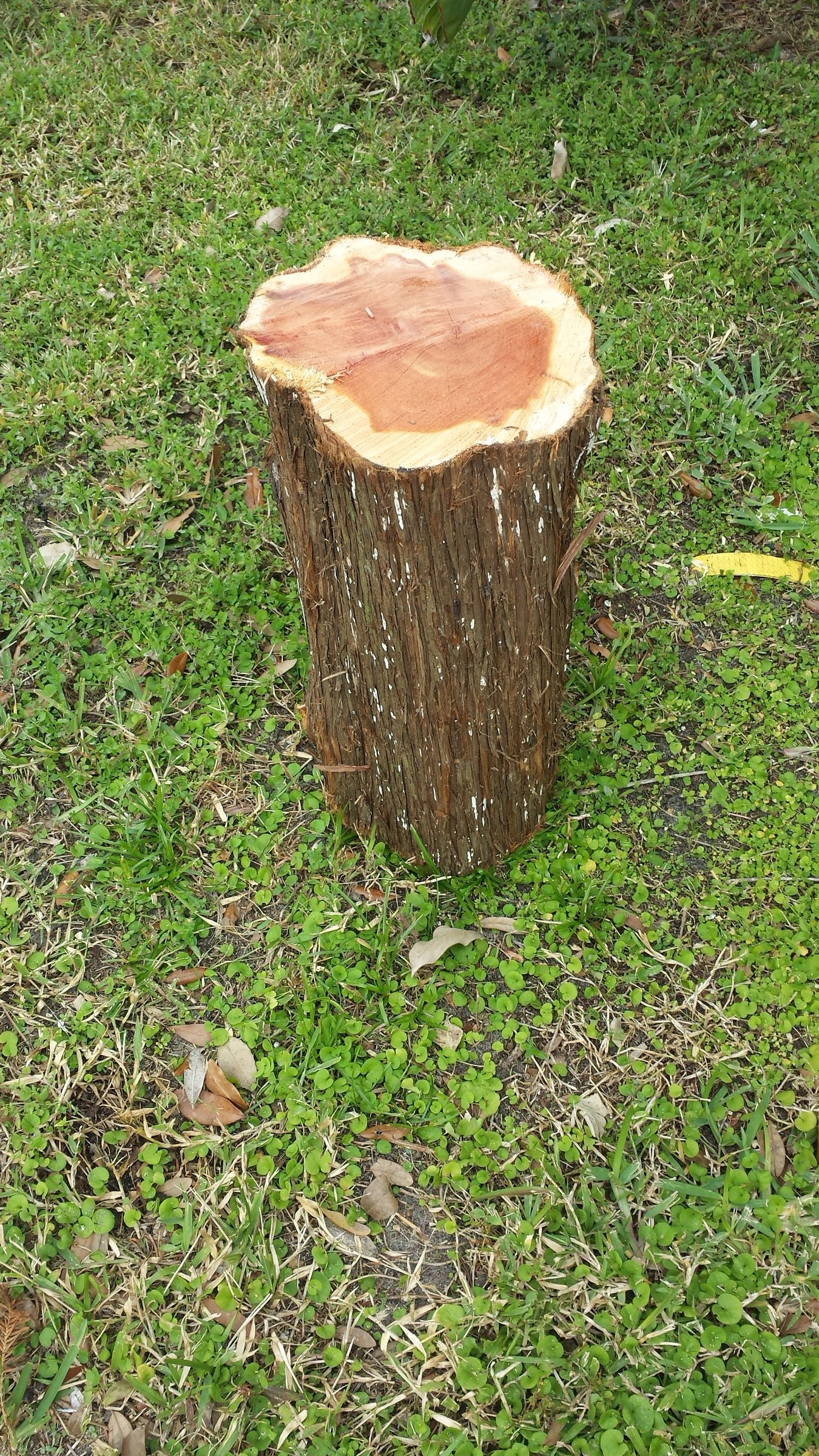 Cedar Log Wood Bowl