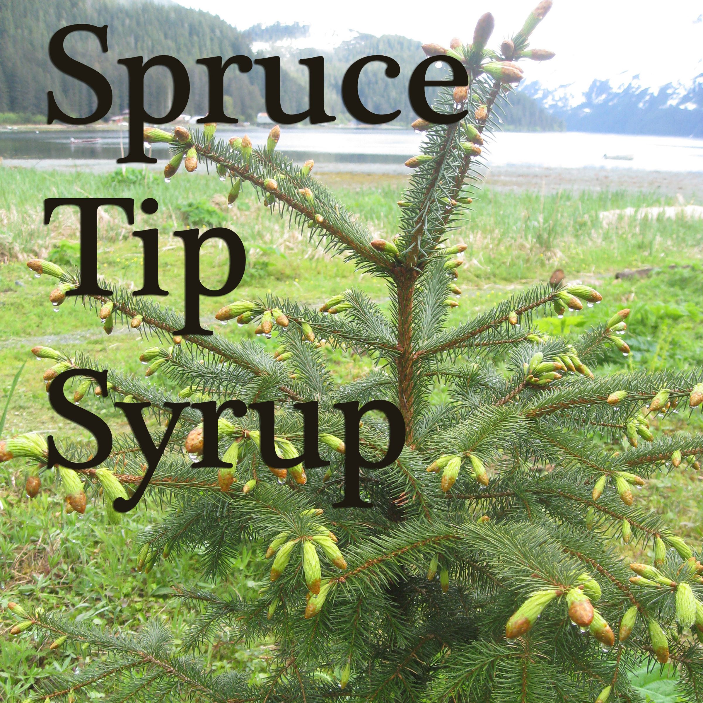 Spruce Tip Syrup
