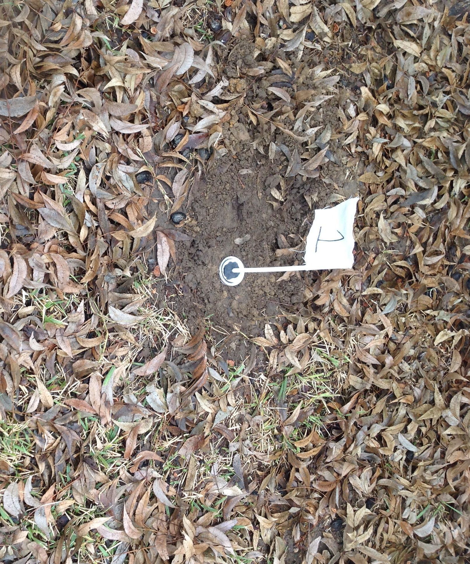 Golf Hole