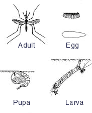 About Mosquito Lava