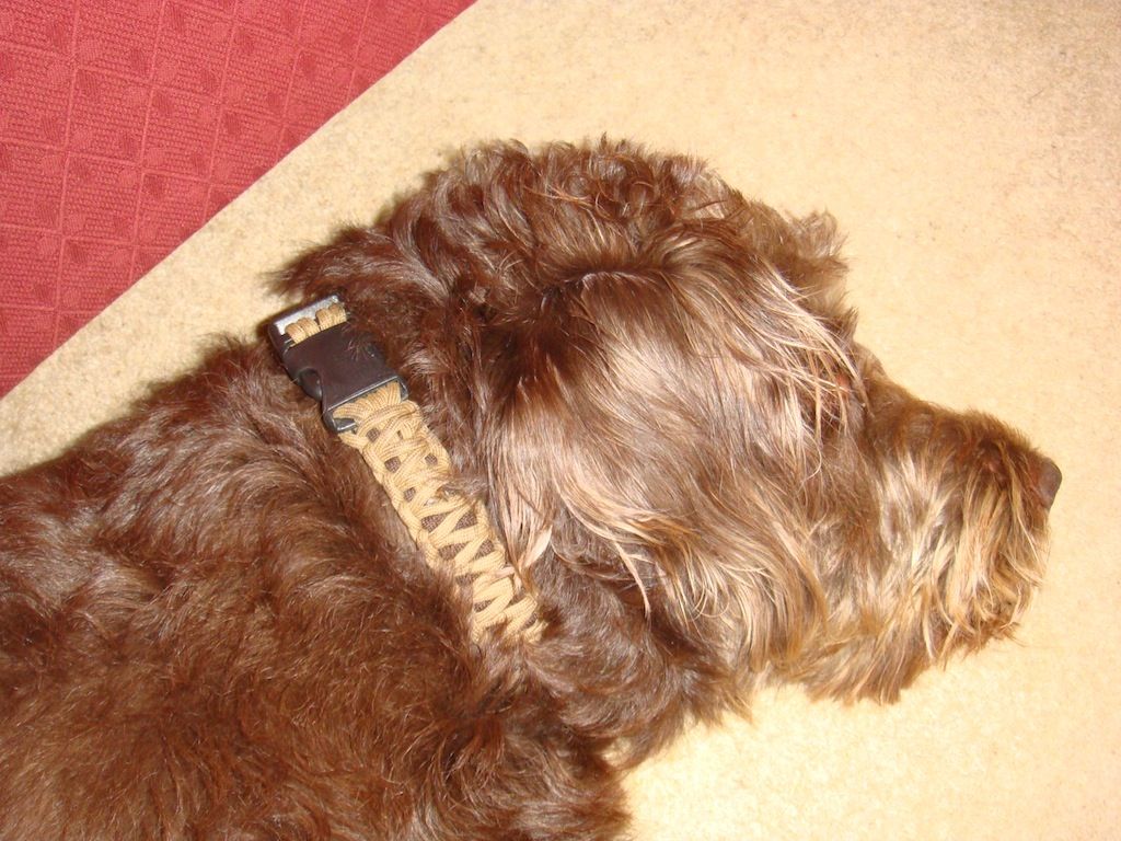 Paracord Dog Collar