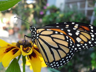 Hatching and Release