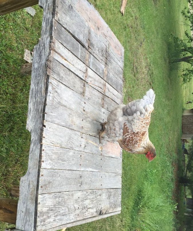 DIY Pallet Workbench