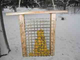 Feed the Birds With DIY Cakes