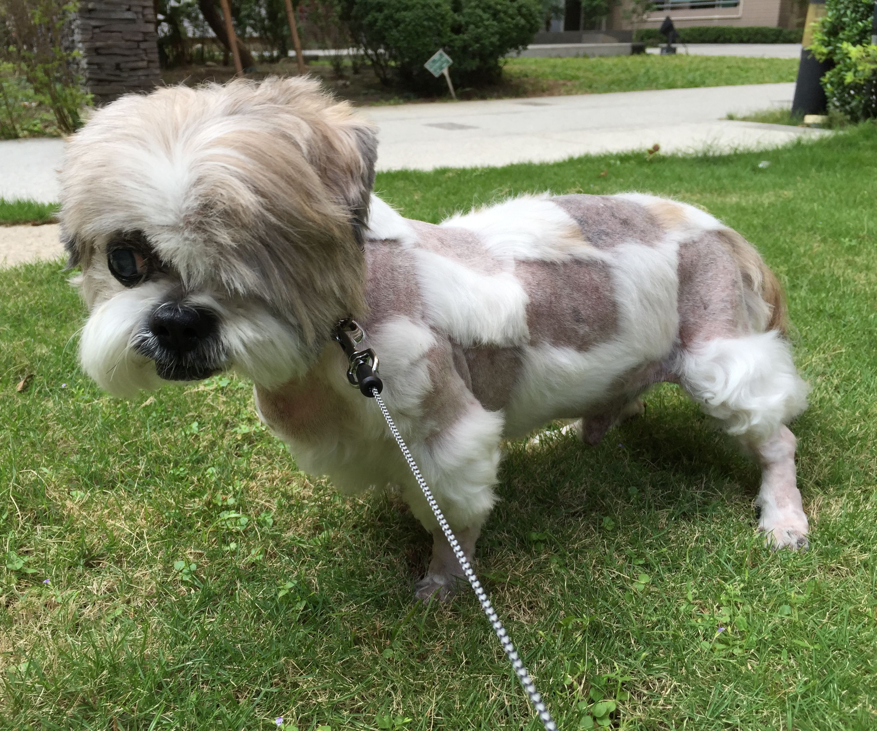 How to cut your dog's hair