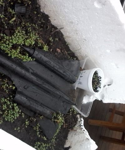 Cress Crash Garden